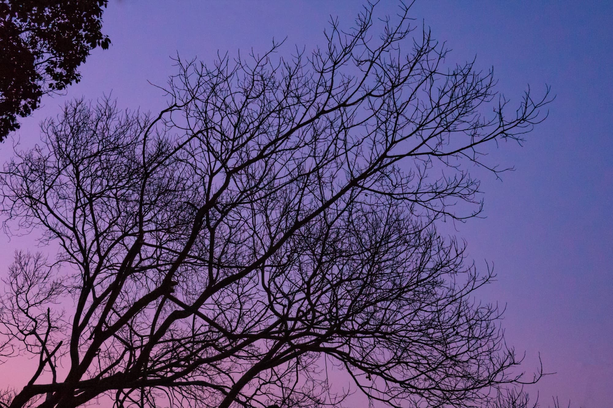 Branches at dusk