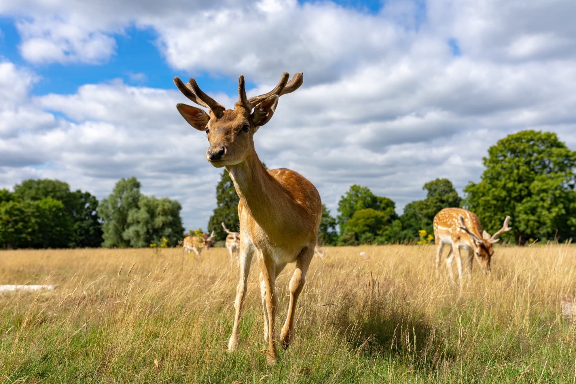 Fallow deer