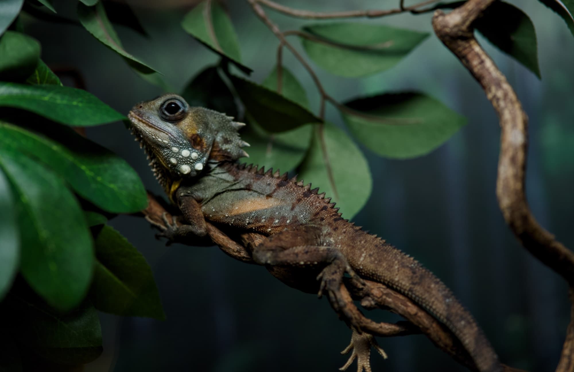 Boyd's forest dragon