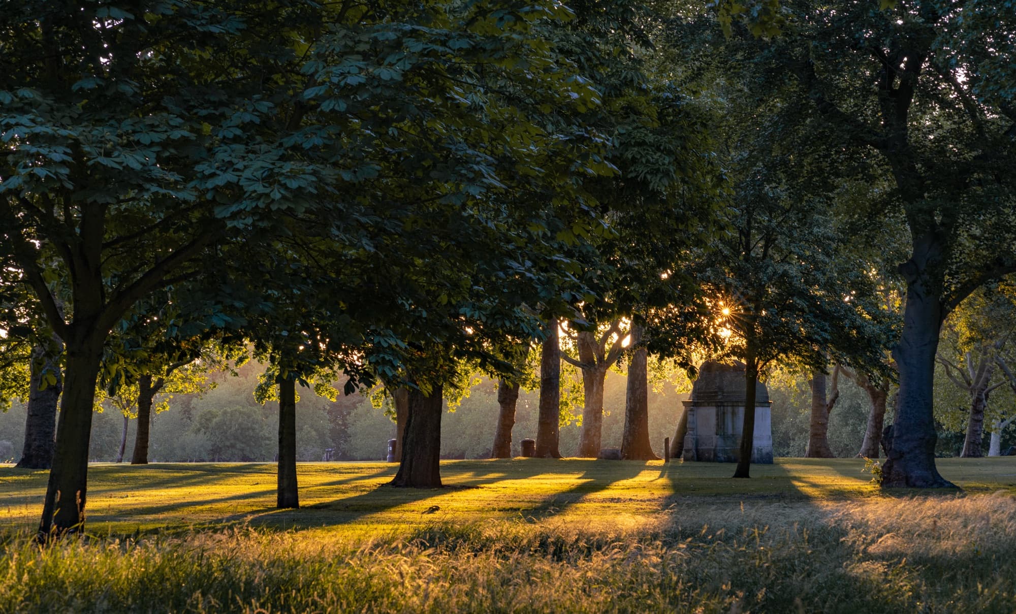 Evening light in the park