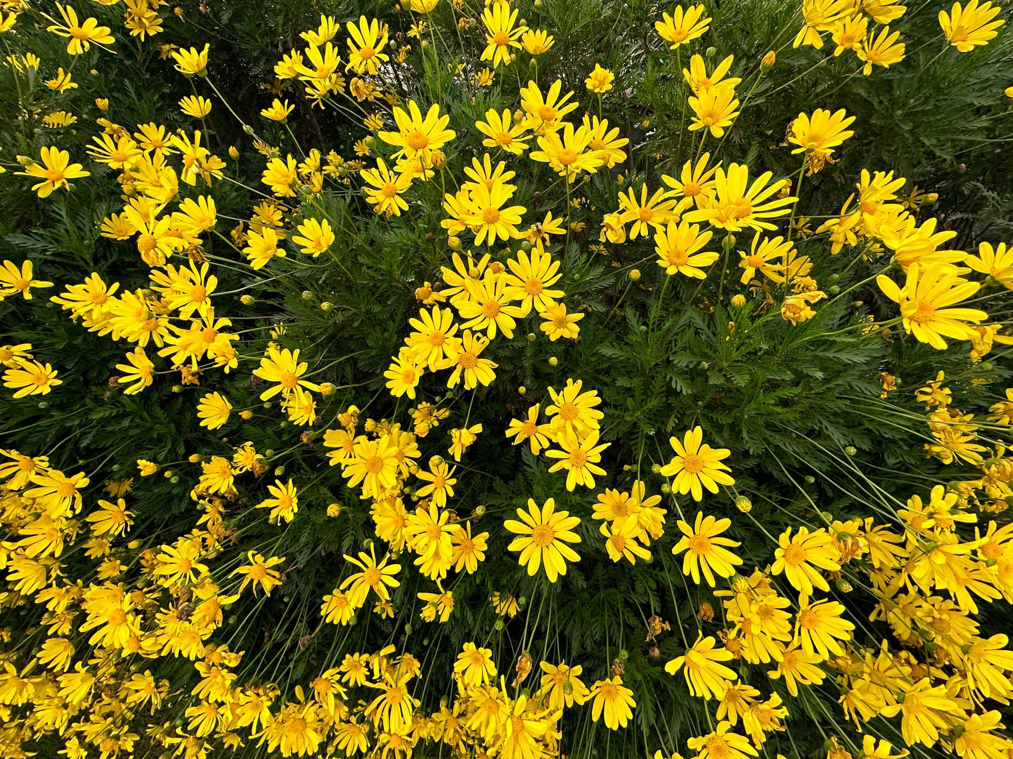 Yellow daisies