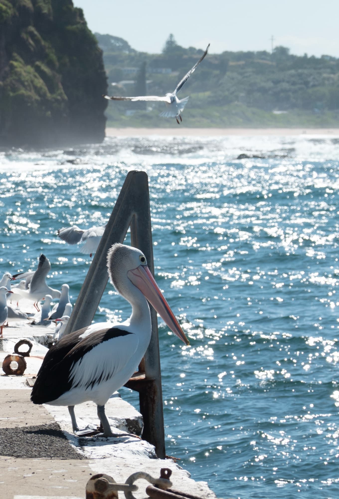 Australian pelican